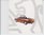 Peugeot 306 Cabrio Autoprospekt 8001